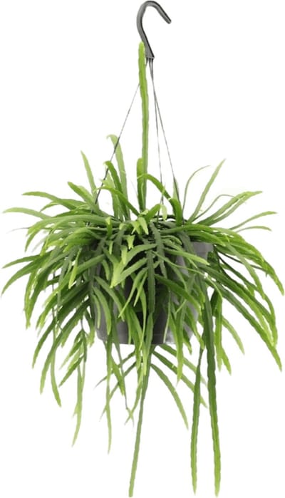Lepismium Bolivianum hangplant - 25 cm