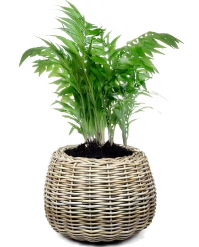 Van Der Leenden Planten/bloemen mand - rond - rotan - gevlochten riet - D45 x H34 cm - drypot