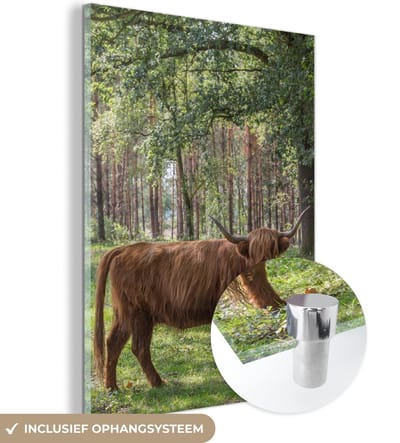 MuchoWow® Glasschilderij 120x160 cm - Schilderij acrylglas - Schotse Hooglander - Pad - Boom - Foto op glas - Schilderijen