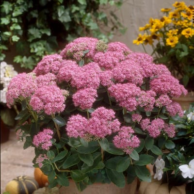 Hemelsleutel (Sedum spectabile) - Roze muurpeper Brillant - Vaste planten - Bijen-Vlinders - Snijbloemen - Bodembedekkers - Zomerbollen
