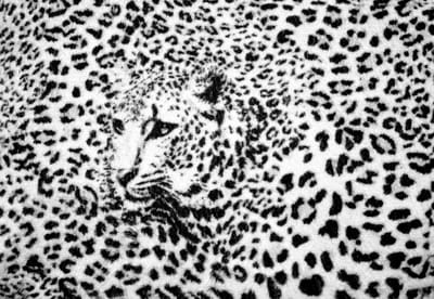 Fotobehang Leopard | XL - 208cm x 146cm | 130g/m2 Vlies