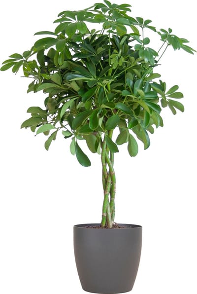 Parapluplant, Groene Plant, Schefflera Arab Nora met Pot Viber Grijs - Ø21- 70cm Hoog