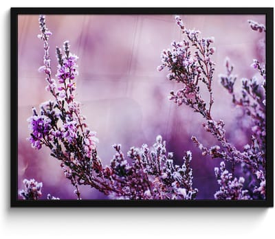 Poster in lijst - Fotolijst 70x50 cm - Posters - Lavendel - Winter - Bloemen - Paars - Posterlijst zwart - Decoratie - Wanddecoratie woonkamer - Muurdecoratie slaapkamer