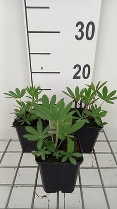 6x Lupine - Lupinus hybr. 'The Chatelaine' ( 'schlossfrau') | 9x9 cm pot