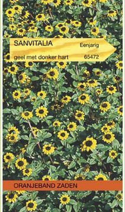 Oranjebandzaden -  Sanvitalia, Dwergzonneroos geel