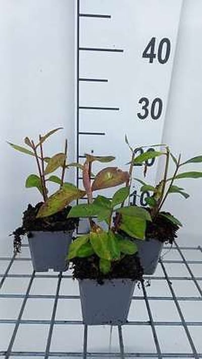 6x Vlambloem - Phlox (p) 'Eva Cullum' | 9x9 cm pot