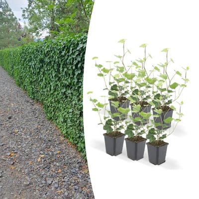 Hedera Hibernica P9 10/25 6x