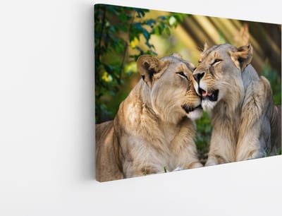 Saammp Canvas Schilderij - Leeuwen - liefdevol - Dieren - Natuur - 45x30 - Foto op canvas - Wanddecoratie - Muurdecoratie Woonkamer - Slaapkamer decoratie - Canvas Print