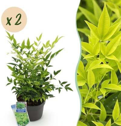 Green boutiQ - Tuinplant - Nandina Lemon & Lime - Geel - 2 Planten - Groenblijvend - Weinig Onderhoud - Pot 17cm Hoogte 35 - 45cm
