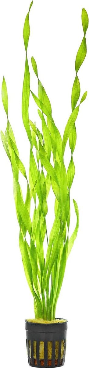 Moerings Vallisneria Asiatica | Schroefvallisneria | in 5 cm pot