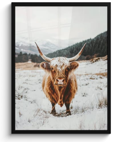Poster in lijst - Fotolijst 50x70 cm - Posters - Schotse Hooglander - Landschap - Sneeuw - Bergen - Winter - Posterlijst zwart - Decoratie - Wanddecoratie woonkamer - Muurdecoratie slaapkamer