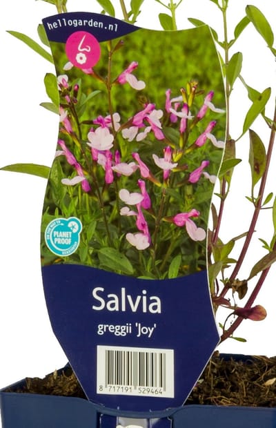 Griffioen - Salvia greggii 'Joy'