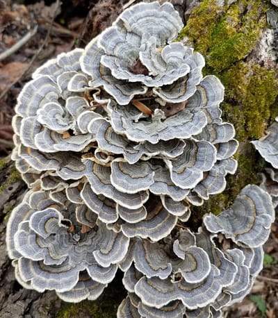 ToshiFarm Houtpluggen voor Turkey Tail - 50 stuks - Elfenbankje kweken - Turkey Tail kweken - Houtpluggen voor Turkey Tail