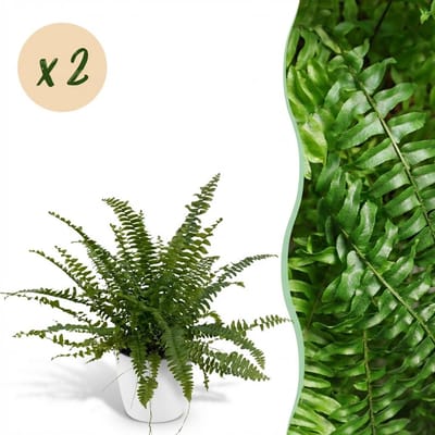Plantenboetiek.nl | Nephrolepsis exaltata Green Lady - Varen - Huisdiervriendelijke Plant - Groen - 2 Planten - met Potter Wit - Ø12cm - 25cm hoog - Kamerplant - Arrangement - Plant met pot