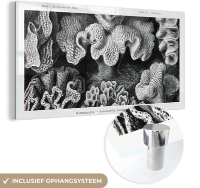 MuchoWow® Glasschilderij 40x20 cm - Schilderij acrylglas - Kunst - Koraal - Ernst Haeckel - Oude meesters - Natuur - Foto op glas - Schilderijen