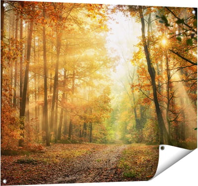 Gards Tuinposter Herfstbos met Zonneschijn - 100x80 cm - Tuindoek - Tuindecoratie - Wanddecoratie buiten - Tuinschilderij