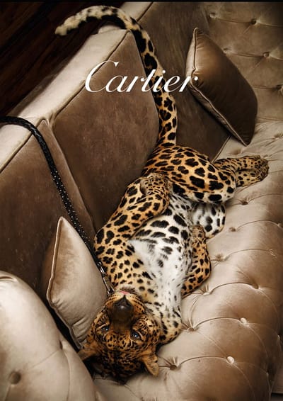 Cartier Jaguar- Kristal Helder Galerie kwaliteit Plexiglas 5mm.- Blind Aluminium Ophang-Frame - Luxe Wanddecoratie - Fotokunst - inclusief verzending