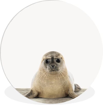 Wandcirkel kinderen - Schilderij voor kinderen - Zeehond - Zeedieren - Dier - Kids - Muurdecoratie - Slaapkamer decoratie - 60x60 cm - Kunststof