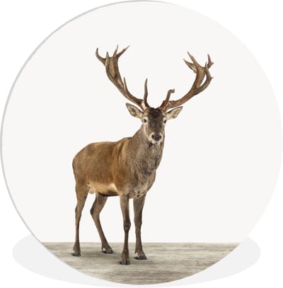 Decoratie voor kinderkamers - Wanddecoratie jongens - Meisjes - Dieren - Hert - Gewei - Wit - Kinder decoratie - Wandcirkel - 150x150 cm - Kunststof
