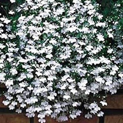 Lobelia Zaden - Bloemzaadjes - Tuinieren Buiten - Eenvoudig Te Kweken - 50 Zaden - Blauw