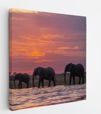 Saammp Canvas Schilderij - Olifanten in de zonsondergang - Afrika - Dieren - 20x20 - Foto op canvas - Wanddecoratie - muurdecoratie Woonkamer - Slaapkamer decoratie - Canvas Print