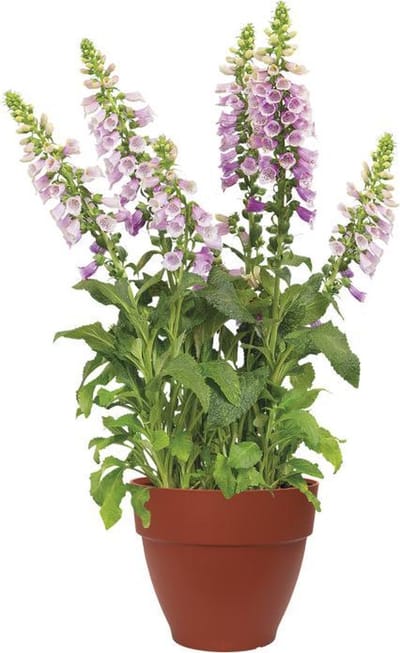 Elho Vibia Campana Rond 40 - Bloempot - Brique - Buiten  - Ø 40 x H 33.4 cm