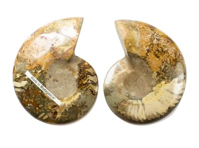Mooie gezaagde en gepolijste Ammoniet (fossiel) 187 gram