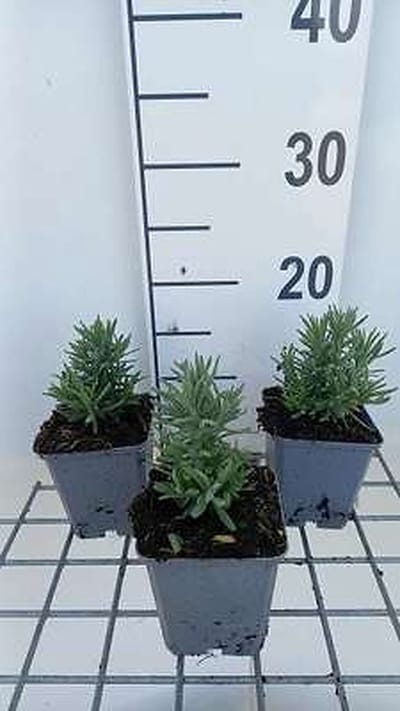 6x Lavandel - Lavandula ang. 'Alba' | 9x9 cm pot