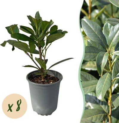 Green boutiQ - Haagplanten - Prunus laurocerasus Caucasica- blad groen - 8 planten - 1 strekkende meter - groenblijvend - pot 9cm hoogte 30-35cm