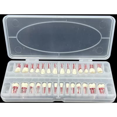 28 Pièces Modèle Dentaire Endodontique Bouche Complète Canal Radiculaire Pratique Étude Résine Bloc d'Entraînement Remplaçable gray