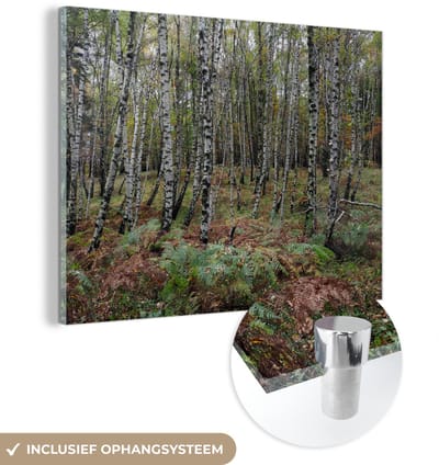 ® Glasschilderij 160x120 cm - Schilderij acrylglas - Berkenbos in het Nationaal park Val Grande in Noord Italië - Foto op glas - Muurdecoratie woonkamer - Wanddecoratie slaapkamer - Schilderijen