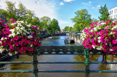 Schilderen op nummer Volwassenen - Bloemen - Amsterdam - Kleuren op Nummer - 40x50 cm