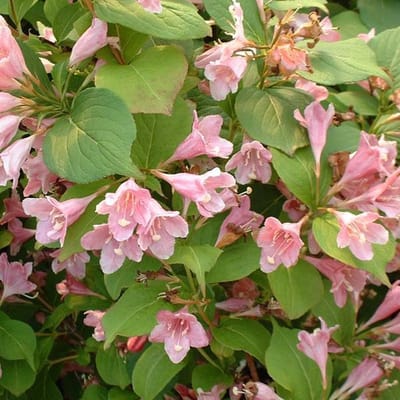 Weigela 'Rosea' - Weigela 50-60 cm pot