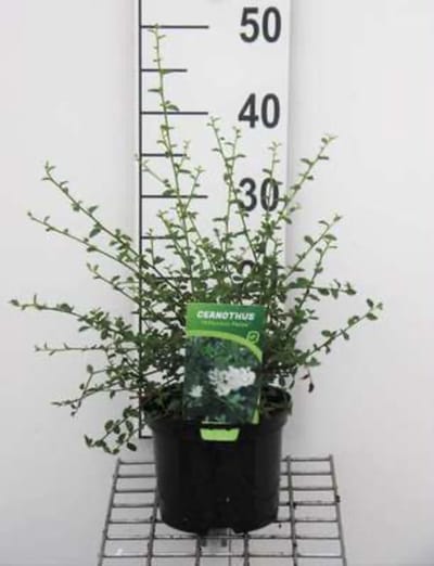 Ceanothus thyrsiflorus 'Millerton Point' - Amerikaanse Sering, Sikkelboom 25 - 30 cm in pot