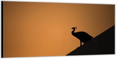 Dibond –Silhouette van Pauw– 200x100 Foto op Aluminium (Wanddecoratie van metaal)