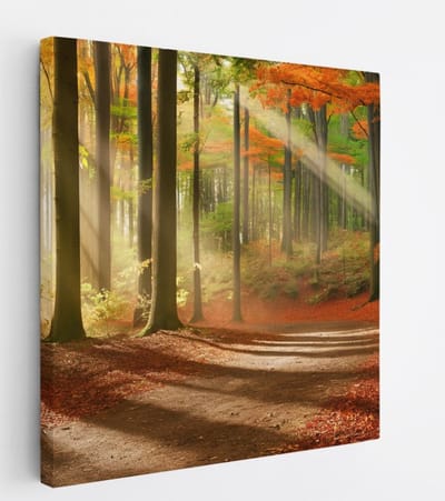 Saammp Canvas Schilderij - Pad door het bos - Herfst - Zon - Landschap - Natuur - 20x20 - Foto op canvas - Wanddecoratie - Muurdecoratie Woonkamer - Slaapkamer decoratie - Canvas Print