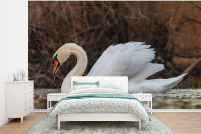 Behang - Fotobehang Zwaan - Water - Dieren - Vogel - Breedte 375 cm x hoogte 280 cm