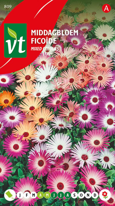 Middagbloem Gemengd Bloemenzaden - Lage Kruipende Planten met Tapijtvormende Bloemen
