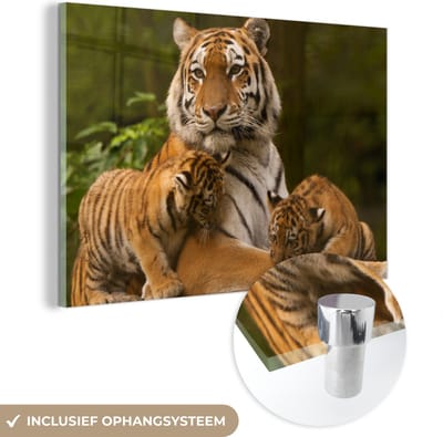 MuchoWow® Glasschilderij 60x40 cm - Schilderij acrylglas - Tijgers - Welpjes - Natuur - Foto op glas - Schilderijen