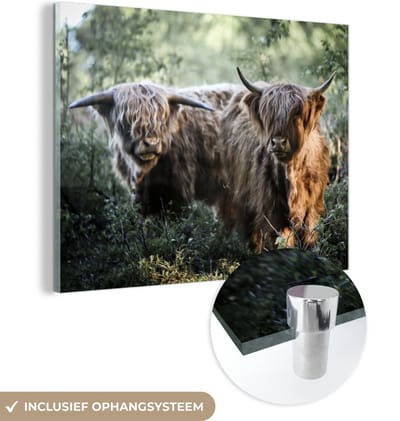 MuchoWow® Glasschilderij 160x120 cm - Schilderij acrylglas - Schotse Hooglanders - Bos - Dieren - Foto op glas - Schilderijen