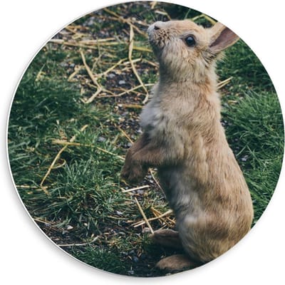 Forex Wandcirkel - Schattig Bruin Konijntje op Zijn Achterpootjes - 50x50cm Foto op Wandcirkel (met ophangsysteem)