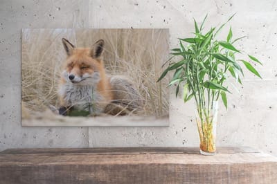 Artaza Canvas Schilderij Vos In Duingras - 30x20 cm - Klein - Wanddecoratie Dieren - Muurdecoratie Woonkamer - Kamer Accessoires