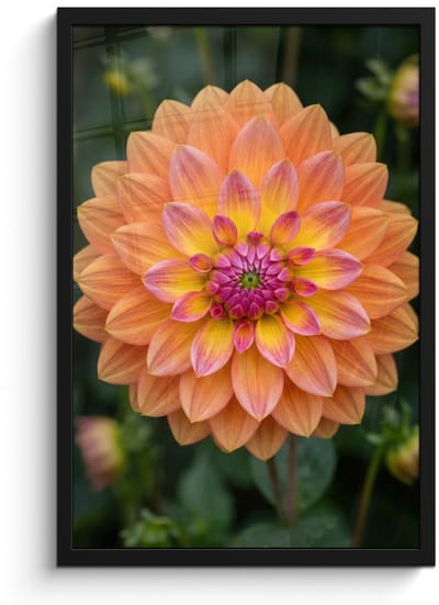 Poster in lijst - Fotolijst 40x60 cm - Posters - Dahlia - Bloem - Oranje - Posterlijst zwart - Decoratie - Wanddecoratie woonkamer - Muurdecoratie slaapkamer