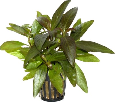 Aquaflora Hygrophila Stricta | in 5 cm pot