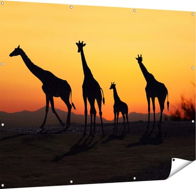 Gards Tuinposter Vier Giraffe Silhouetten bij Zonsondergang - 150x120 cm - Tuindoek - Tuindecoratie - Wanddecoratie buiten - Tuinschilderij