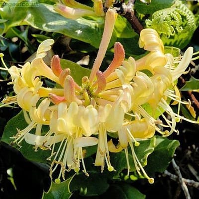 Lonicera Periclymenum - Kamperfoelie 50-60 cm in pot