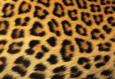 Fotobehang Leopard | XL - 208cm x 146cm | 130g/m2 Vlies