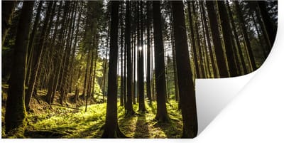 Muurstickers - Sticker Folie - Boom - Natuur - Zon - Bos - 40x20 cm - Plakfolie - Muurstickers Kinderkamer - Zelfklevend Behang - Zelfklevend behangpapier - Stickerfolie