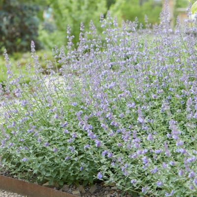 Boskattenkruid (Nepeta Racemosa) - Nepeta Walker's Low - Kattenkruid - Vaste planten - Bijen-Vlinders - Geurend - Zomerbollen - Voorjaarsbollen