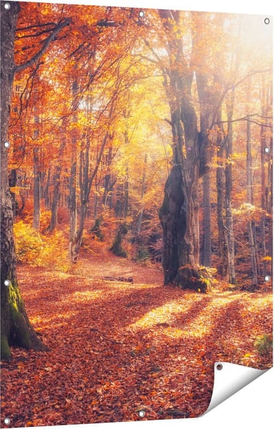 Gards Tuinposter Oranje Herfstbos met Zonneschijn - 90x120 cm - Tuindoek - Tuindecoratie - Wanddecoratie buiten - Tuinschilderij
